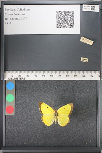 Media type: image;   Entomology 124416
